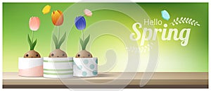 Hello Spring background with Spring flower Crocus, Tulip, Snowdrop on wooden table top