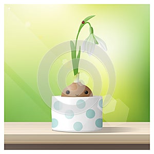 Hello Spring background with Spring flower Snowdrop growing in a pot on wooden table top