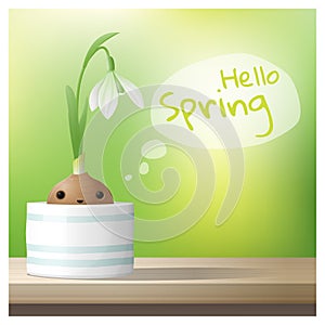 Hello Spring background with Spring flower Snowdrop growing in a pot on wooden table top