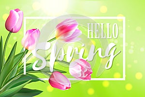Hello spring banner. Greeting card background. Tulip flowers and lettering. Hello spring.