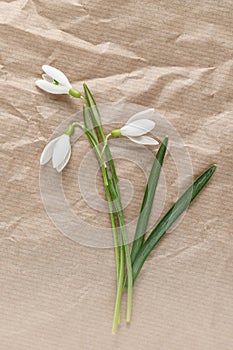 Hello spring card. First wild white snowdrop flowers Galanthus nivalis closeup on beige paper background