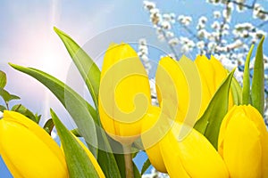 Hello spring card template. A fresh beautiful yellow tulips bouquet over abstract blurred narural summer sun background. Spring, photo