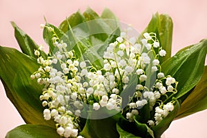 Hello spring creative idea, beautiful fresh bouquet lily of the valley, rustic background. Flowers in soft morning sunlight with