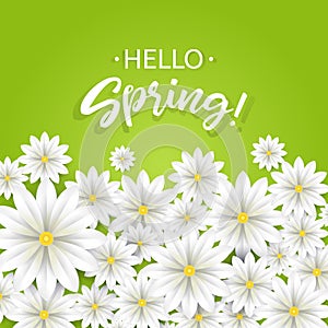 Hello Spring.Hand lettering with white flowers border.Paper chamomile on green background. Vector illustration.