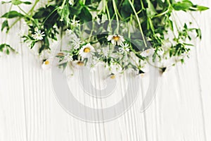 hello spring image. beautiful daisy flowers with greenery on rustic white wooden background top view. space for text. greeting ca