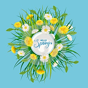 Hello Spring lettering template background with flowers bouquet dandelions and daisies, chamomiles, grass. Vector