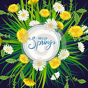 Hello Spring lettering template background with flowers bouquet dandelions and daisies, chamomiles, grass. Vector