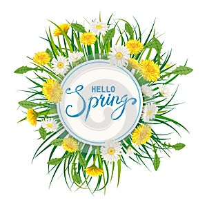 Hello Spring lettering template background with flowers bouquet dandelions and daisies, chamomiles, grass. Vector