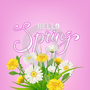 Hello Spring lettering template background with flowers dandelions and daisies, chamomiles, grass. Vector illustration