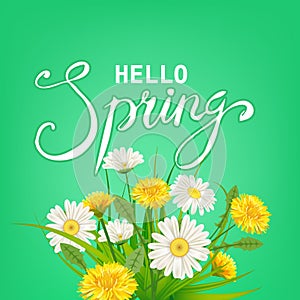 Hello Spring lettering template background with flowers dandelions and daisies, chamomiles, grass. Vector illustration