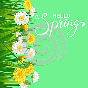 Hello Spring lettering template background with flowers dandelions and daisies, chamomiles, grass. Vector illustration