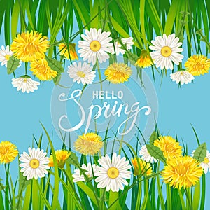Hello Spring lettering template background with flowers dandelions and daisies, chamomiles, grass. Vector illustration