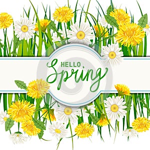 Hello Spring lettering template banner with fresh flowers bouquet dandelions and daisies, chamomiles, grass. Vector