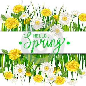 Hello Spring lettering template banner with fresh flowers bouquet dandelions and daisies, chamomiles, grass. Vector