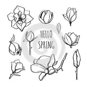 Hello Spring. Magnolia flower set. Vector hand drawn botanical illustration set