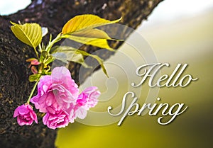 Hello spring message on a beautiful green and pink cherry blossom background