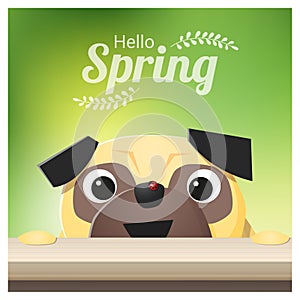 Hello Spring season background with pug dog looking at a red ladybug