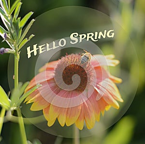 Hello spring text. Bee on blooming flower closeup on green natural blurred background. Spring nature background