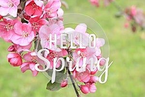 Hello Spring text on blooming tree branch background