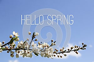 Hello Spring text and blooming tree branch on blue sky background photo