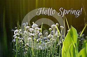 Hello spring text and flowers in bloom concept. Spring season nature background