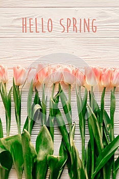 hello spring text sign, beautiful pink tulips on white rustic wooden background flat lay. flowers in soft morning sunlight with s