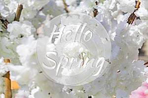Hello Spring! White blooming cherry tree close up. Nature background