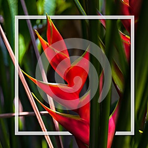 Hello Summer background concept. Beautiful caribbean Heliconia flower also popularly known as lobster-claw, wild plantain or false