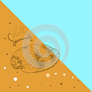 Hello summer card banner. sea shells Volutidae, common name volutes, are a taxonomic family of predatory sea snails shell. Sketch photo