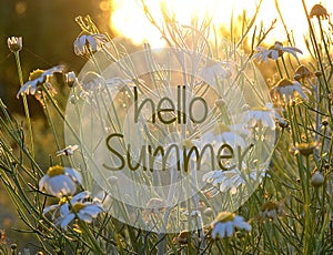 Hello Summer greeting card with camomile flowers growing on the meadow.Summertime concept.