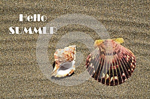 Hello Summer greeting card with Seashells on the ocean beach sand background