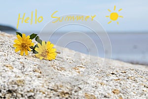 Hello summer message card handwriting with cosmos flowers on stone