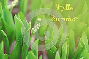 Hello summer. Seasonal card with yellow text. Beautiful macro of small spring summer flower buds in light green grass. Pale light