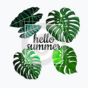 hello summer, tropical green leaves taro frame with white background
