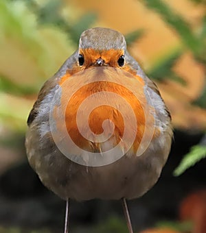 Hello there, i'm Robin... the robin