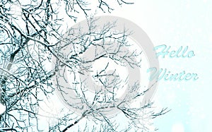 Hello Winter. Snow-covered branches trees. Greeting card