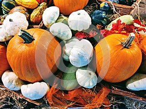 Helloween decoration, pumpkin and garlic and other vegetables.