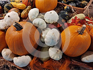 Helloween decoration, pumpkin and garlic and other vegetables.