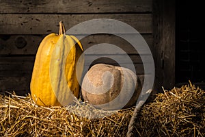 Helloween pumpkin