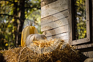 Helloween pumpkin