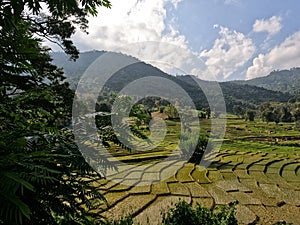 The â€œHelmaluâ€ system for paddy Cultivation Terraced paddy fields