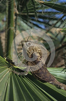 Helmed Iguana photo