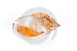 Helmet sea shell - Galeodea echinophora. Empty house of sea snail photo