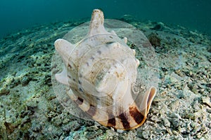 Helmet Shell on Seafloor photo