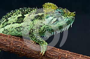 Helmeted Chameleon photo