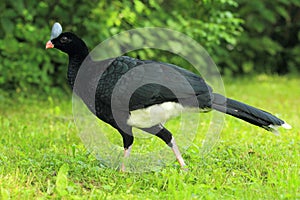 Helmeted curassow photo