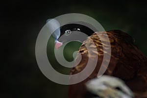 Helmeted Curassow bird