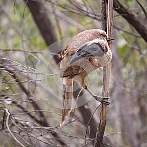 Helmeted Friarbird (Philemon albitorques) perched in the bushland of Magnetic Island in Townsville
