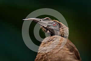 Helmeted friarbird, Philemon buceroides,  beautiful bird sitting on the banana tree in the green forest,Borneo, Indonesia in Asia
