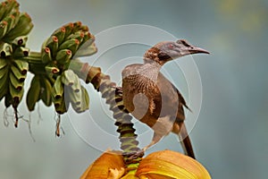 Helmeted friarbird, Philemon buceroides,  beautiful bird sitting on the banana tree in the green forest,Borneo, Indonesia in Asia